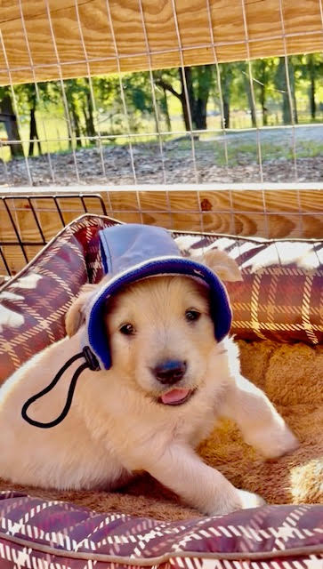 Puppy with two-tone headband