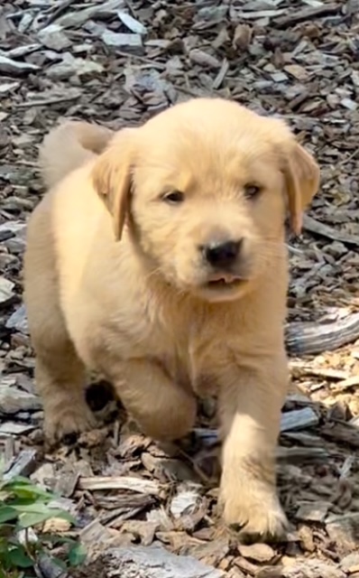 Boy puppy playing