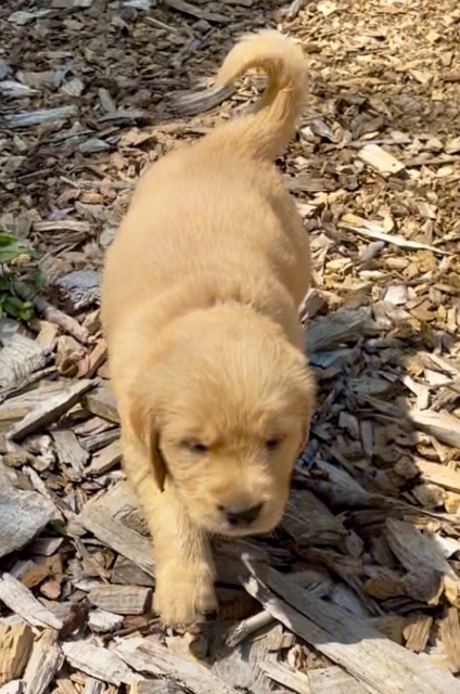 Boy puppy playing