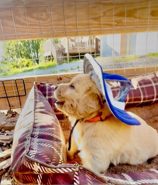 Boy puppy playing