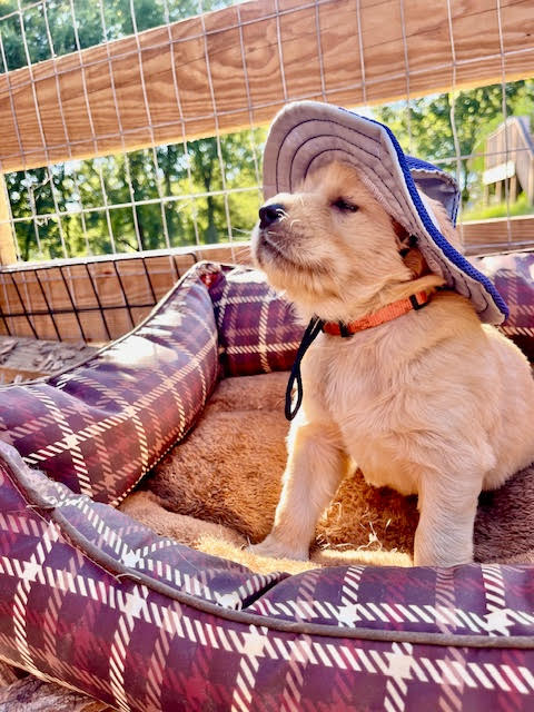 Puppy wearing orange hat