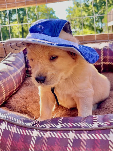 Boy Puppy