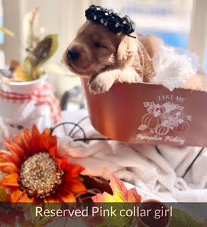 Girl Puppy