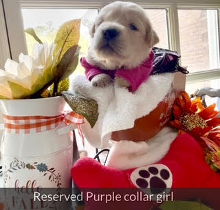 Girl Puppy