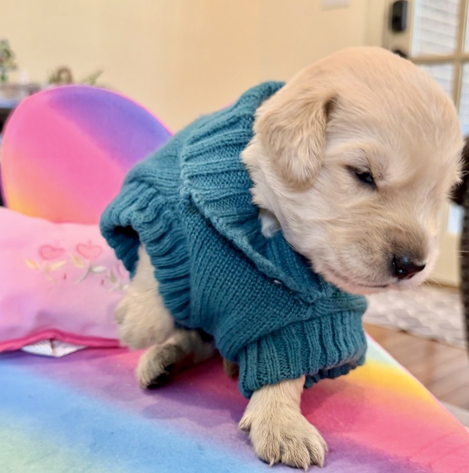 George Washington, light blue collar puppy