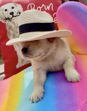 Donald Trump, green collar puppy
