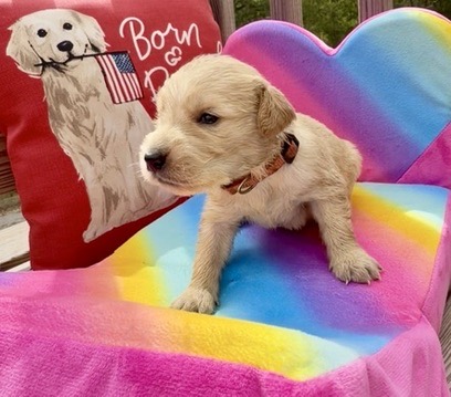 Theodore Roosevelt, orange collar puppy
