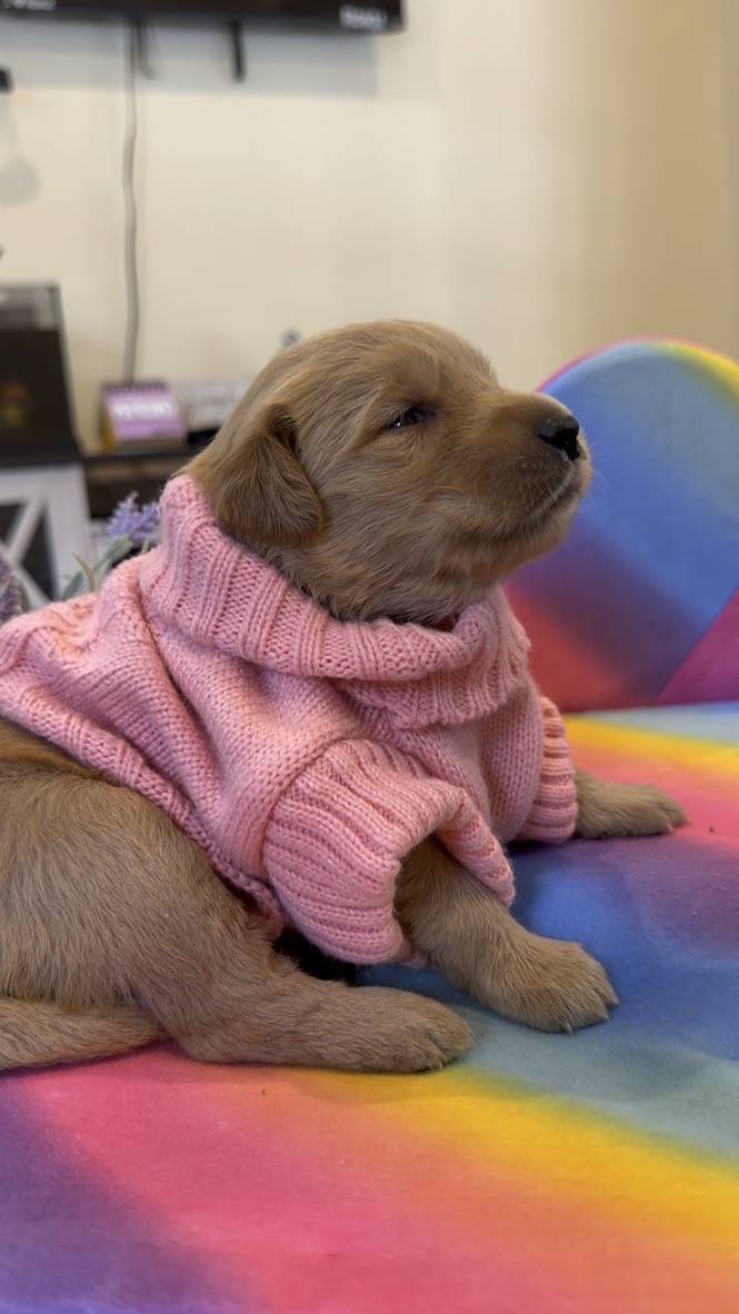 Edith Roosevelt, pink collar puppy