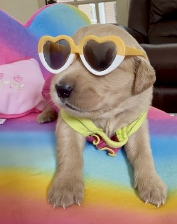 Placeholder puppy image