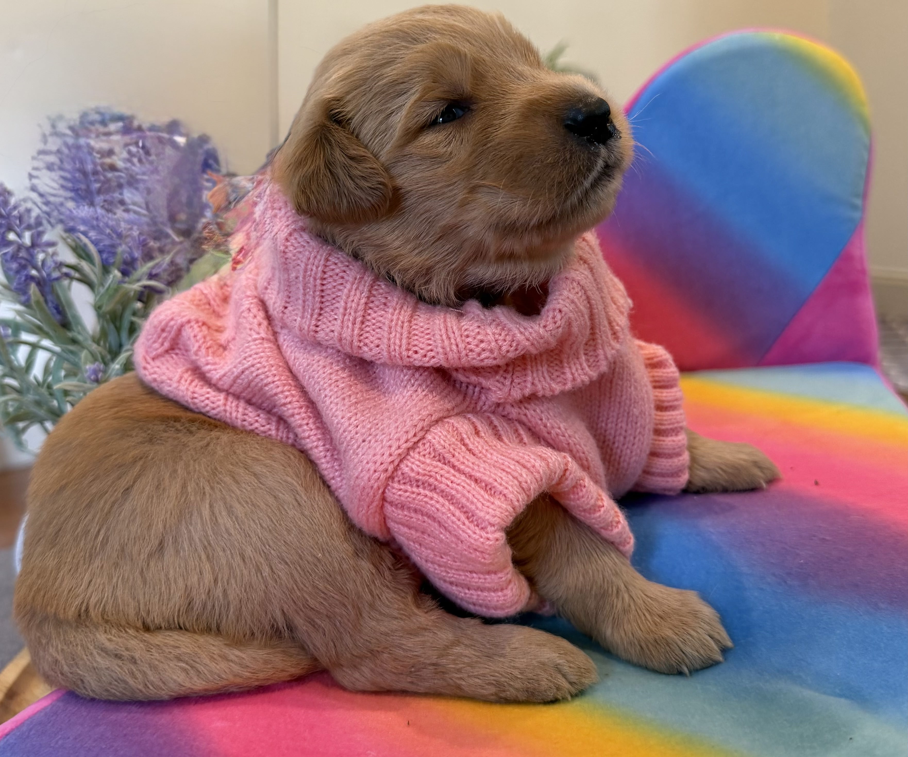 Martha Washington, white collar puppy