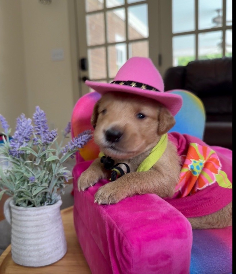 Mary Todd Lincoln, yellow collar puppy