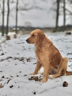 Savannah puppy and the Alexander family