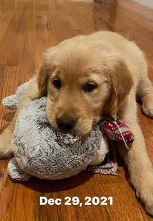 Another photo of a puppy and the brooks family