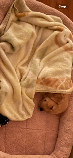 A final photo of a puppy and the brooks family