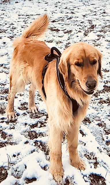 Goldie and the Kuhns family