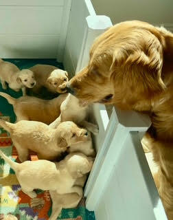  Meet Birdy & the Johnson Family