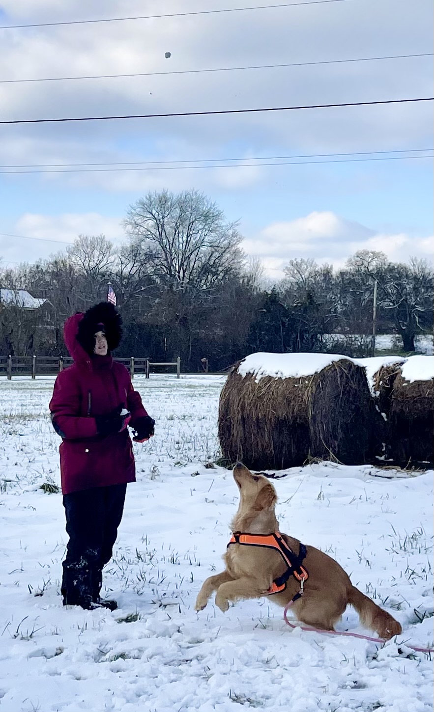 Field Golden Retriever