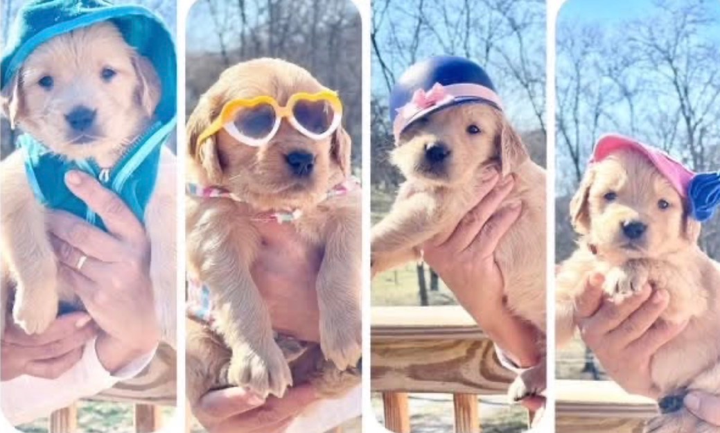 Golden Family Farm Puppies
