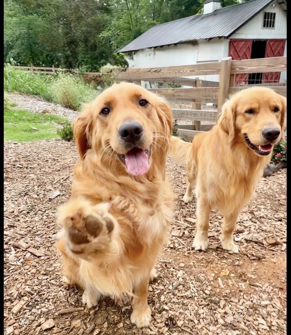 Field Golden Retriever