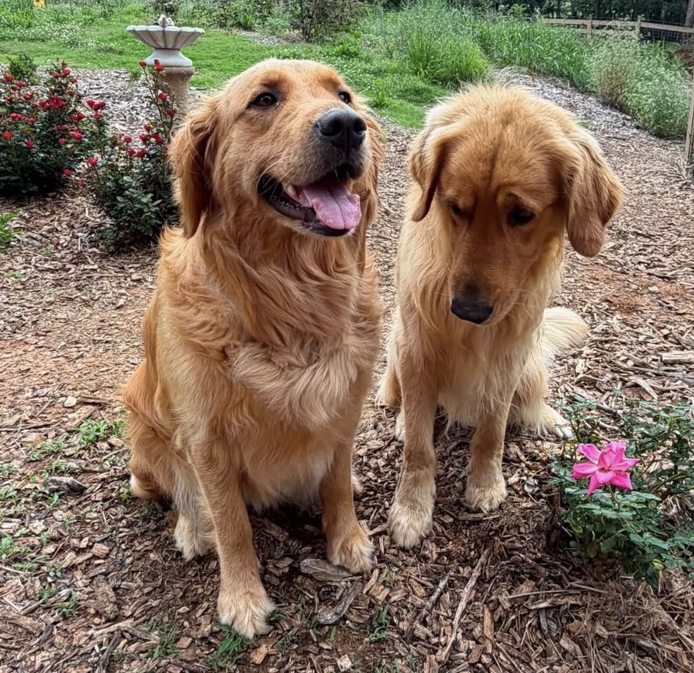 Show Golden Retriever